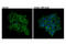 CAMP Responsive Element Binding Protein 1 antibody, 14001S, Cell Signaling Technology, Immunocytochemistry image 
