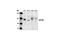 Interleukin 6 Signal Transducer antibody, 3732S, Cell Signaling Technology, Western Blot image 