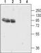 Glutamate Ionotropic Receptor AMPA Type Subunit 4 antibody, PA5-77424, Invitrogen Antibodies, Western Blot image 