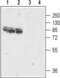 Glutamate Ionotropic Receptor AMPA Type Subunit 4 antibody, PA5-77424, Invitrogen Antibodies, Western Blot image 