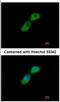 Tubulin Folding Cofactor B antibody, NBP1-33462, Novus Biologicals, Immunocytochemistry image 