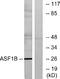 hAsf1b antibody, A05211, Boster Biological Technology, Western Blot image 