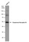 Dopamine Receptor D1 antibody, GTX108180, GeneTex, Western Blot image 