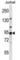 Adaptor Related Protein Complex 1 Subunit Gamma 2 antibody, abx027620, Abbexa, Western Blot image 
