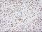 Alpha-actinin-1 antibody, NBP1-48251, Novus Biologicals, Immunohistochemistry paraffin image 