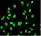 Minichromosome Maintenance Complex Component 2 antibody, ab108935, Abcam, Immunocytochemistry image 