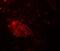 WD Repeat Domain 61 antibody, A12524, Boster Biological Technology, Immunofluorescence image 