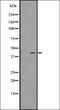 G Protein-Coupled Receptor 4 antibody, orb335554, Biorbyt, Western Blot image 