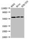 Sestrin 1 antibody, CSB-PA021095LA01HU, Cusabio, Western Blot image 