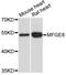 Milk Fat Globule-EGF Factor 8 Protein antibody, A12322, ABclonal Technology, Western Blot image 