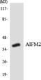 Apoptosis Inducing Factor Mitochondria Associated 2 antibody, LS-C200108, Lifespan Biosciences, Western Blot image 