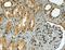 Vacuolar Protein Sorting 25 Homolog antibody, 46-578, ProSci, Immunohistochemistry frozen image 