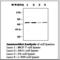 Protein Tyrosine Phosphatase Non-Receptor Type 11 antibody, LS-C62040, Lifespan Biosciences, Western Blot image 