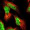 Protein Kinase AMP-Activated Non-Catalytic Subunit Gamma 2 antibody, NBP1-89324, Novus Biologicals, Immunofluorescence image 