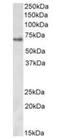 Zinc Finger Protein 157 antibody, orb99057, Biorbyt, Western Blot image 