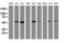 Tubulin beta-4 chain antibody, M05184-1, Boster Biological Technology, Western Blot image 
