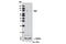 Autophagy Related 7 antibody, 8558T, Cell Signaling Technology, Western Blot image 