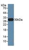 Elastase, Neutrophil Expressed antibody, LS-C697759, Lifespan Biosciences, Western Blot image 