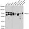 Protein Kinase AMP-Activated Catalytic Subunit Alpha 1 antibody, A1229, ABclonal Technology, Western Blot image 