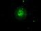 Aurora Kinase C antibody, CF500554, Origene, Immunofluorescence image 