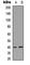 Protein Kinase CAMP-Activated Catalytic Subunit Gamma antibody, abx121669, Abbexa, Western Blot image 