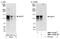 Arf-GAP with SH3 domain, ANK repeat and PH domain-containing protein 1 antibody, NBP1-19159, Novus Biologicals, Western Blot image 