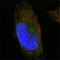 Sortilin Related Receptor 1 antibody, M01887, Boster Biological Technology, Immunofluorescence image 