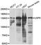 Ubiquitin Specific Peptidase 8 antibody, abx005322, Abbexa, Western Blot image 
