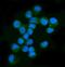 Neurofibromin 1 antibody, M00043-1, Boster Biological Technology, Immunofluorescence image 