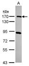 Kinesin Family Member 4A antibody, NBP2-17056, Novus Biologicals, Western Blot image 