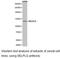 P-selectin glycoprotein ligand 1 antibody, LS-C193021, Lifespan Biosciences, Western Blot image 