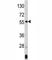 Angiopoietin Like 3 antibody, F49810-0.4ML, NSJ Bioreagents, Western Blot image 