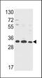 Annexin A5 antibody, MBS9203210, MyBioSource, Western Blot image 