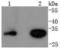 Cyclin D3 antibody, A01744-2, Boster Biological Technology, Western Blot image 