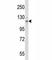 FL cytokine receptor antibody, F44013-0.4ML, NSJ Bioreagents, Western Blot image 