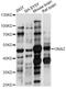 G Protein Subunit Alpha Z antibody, LS-C749719, Lifespan Biosciences, Western Blot image 