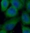 NIMA Related Kinase 2 antibody, FNab05651, FineTest, Immunofluorescence image 