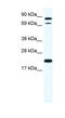 Zinc Finger Protein 287 antibody, MBS835210, MyBioSource, Western Blot image 