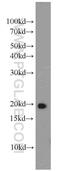 RAP2B, Member Of RAS Oncogene Family antibody, 16266-1-AP, Proteintech Group, Western Blot image 