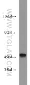 RUN Domain Containing 3A antibody, 20531-1-AP, Proteintech Group, Western Blot image 