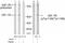 Insulin Like Growth Factor 1 Receptor antibody, AP02621PU-S, Origene, Western Blot image 