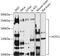 HCF-1 antibody, 16-780, ProSci, Western Blot image 