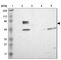 EYA Transcriptional Coactivator And Phosphatase 4 antibody, HPA004805, Atlas Antibodies, Western Blot image 