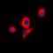 Intestinal Cell Kinase antibody, orb382469, Biorbyt, Immunocytochemistry image 