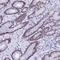 Kruppel Like Factor 14 antibody, NBP1-92058, Novus Biologicals, Immunohistochemistry paraffin image 
