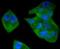 Signal Transducer And Activator Of Transcription 5B antibody, NBP2-67795, Novus Biologicals, Immunocytochemistry image 