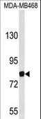 Ecotropic Viral Integration Site 5 antibody, LS-C167851, Lifespan Biosciences, Western Blot image 