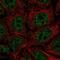 Serine Protease 22 antibody, PA5-61901, Invitrogen Antibodies, Immunofluorescence image 
