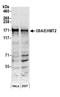 Euchromatic Histone Lysine Methyltransferase 2 antibody, A300-933A, Bethyl Labs, Western Blot image 
