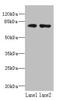 WD And Tetratricopeptide Repeats 1 antibody, orb357583, Biorbyt, Western Blot image 